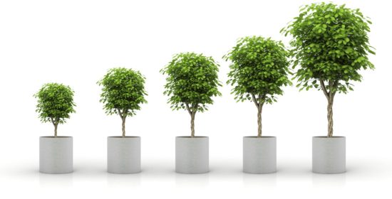 Five Trees